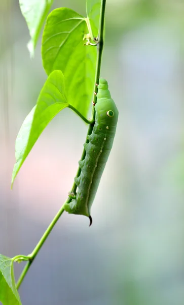 Caterpilla — 스톡 사진