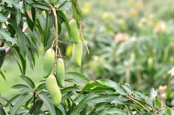 Mango wiszące na drzewie — Zdjęcie stockowe