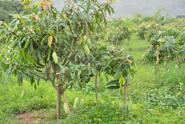 Mango ogród — Zdjęcie stockowe