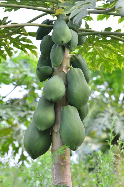 Papaya — Stock Photo, Image