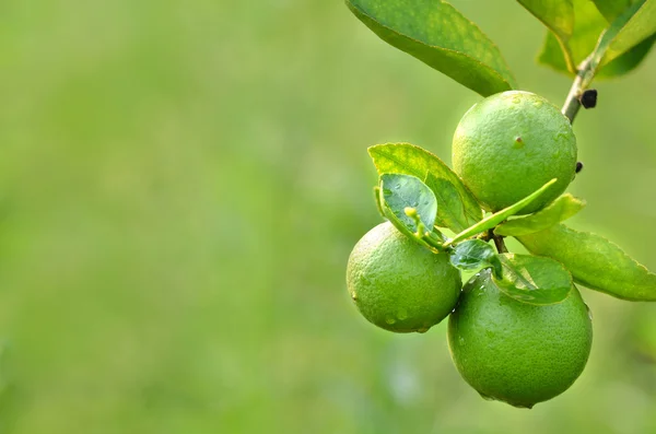 Lime on a tree — Stock Photo, Image