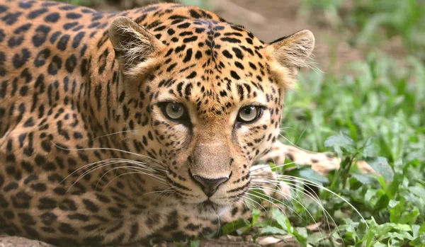 Leopardo — Foto de Stock