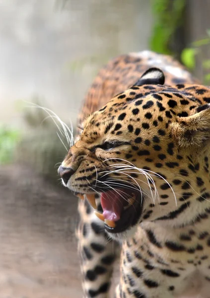 Leopardo — Foto de Stock