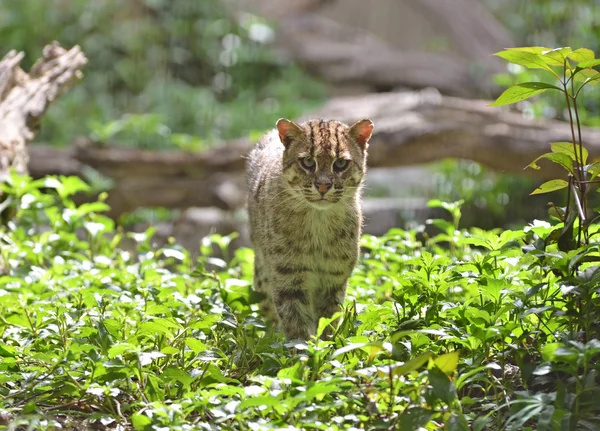 Vissende kat (Prionailurus viverrinus) — Stockfoto