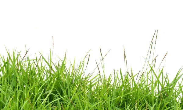 Vers voorjaarsgroen gras — Stockfoto