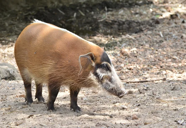 Res river hog — Stock Photo, Image