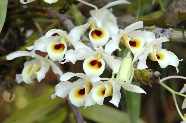 Dendrobium signatum — Fotografia de Stock