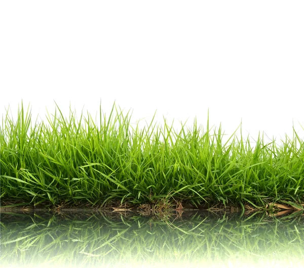 Fresh spring green grass — Stock Photo, Image