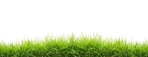 Fresh spring green grass — Stock Photo, Image