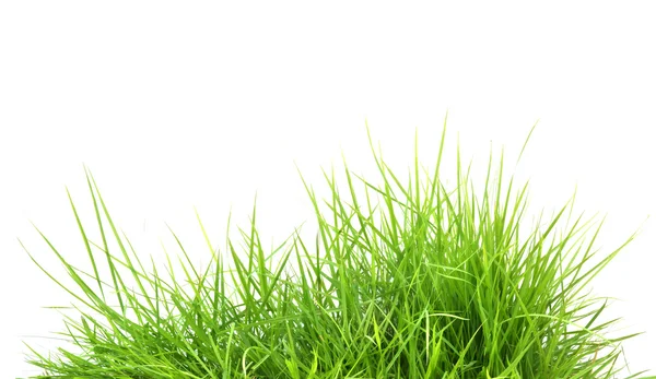 Fresh spring green grass — Stock Photo, Image