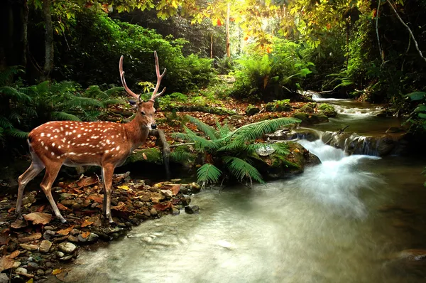 Sika-Hirsch — Stockfoto