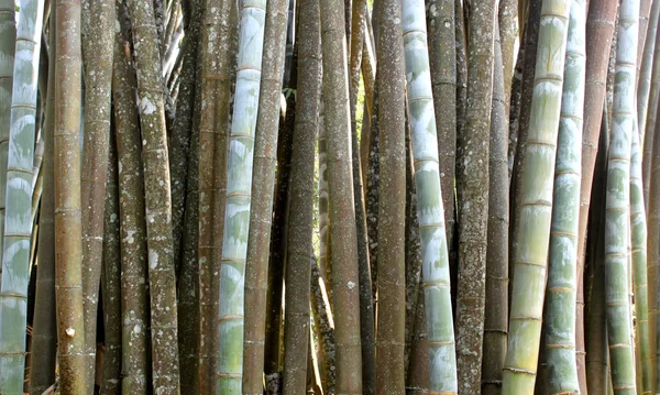 Bambu Bahçe — Stok fotoğraf