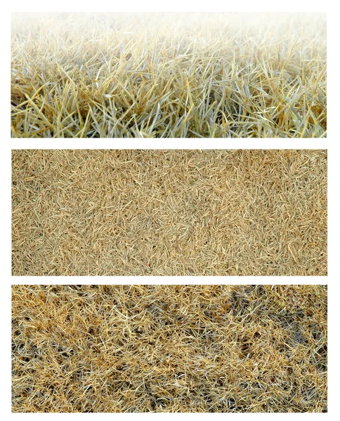 Структура сухой травы — стоковое фото