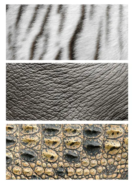 elephant skin — Stock Photo © anankkml #30943125