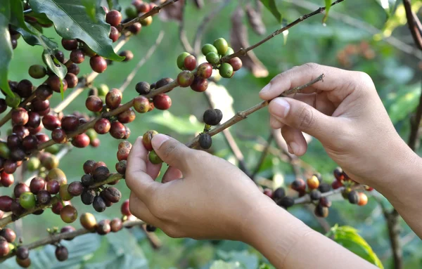 Café fresco en el árbol —  Fotos de Stock