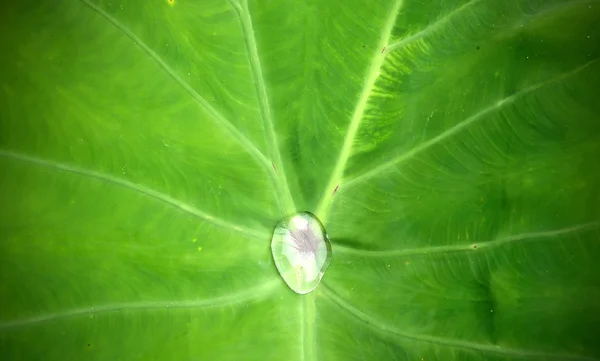 Water op groen blad — Stockfoto