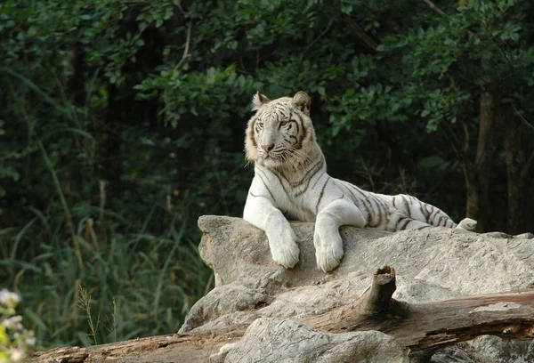 Beyaz Bengal Kaplanı — Stok fotoğraf