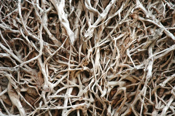 Текстура корня — стоковое фото