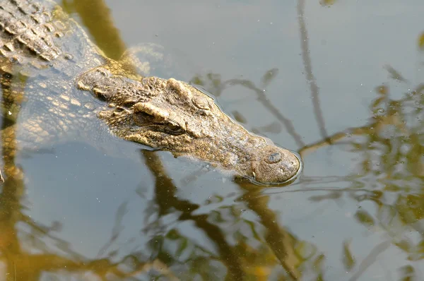 Крокодилы в озере — стоковое фото