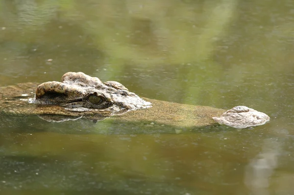 Крокодилы в озере — стоковое фото