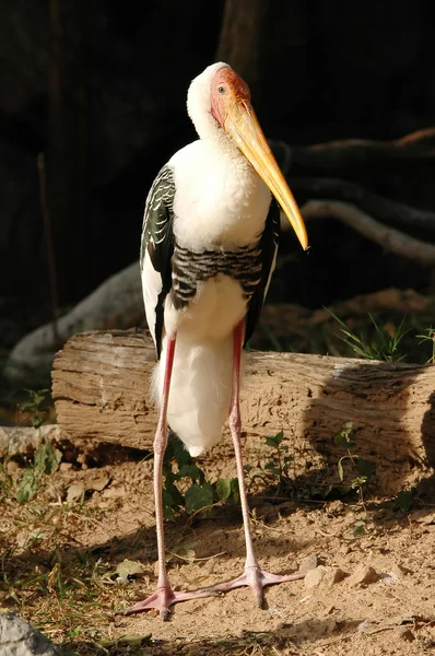 Painted stork — Stock Photo, Image