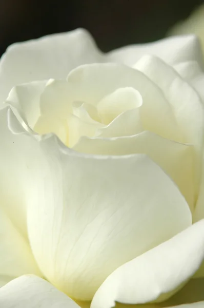 White rose — Stock Photo, Image