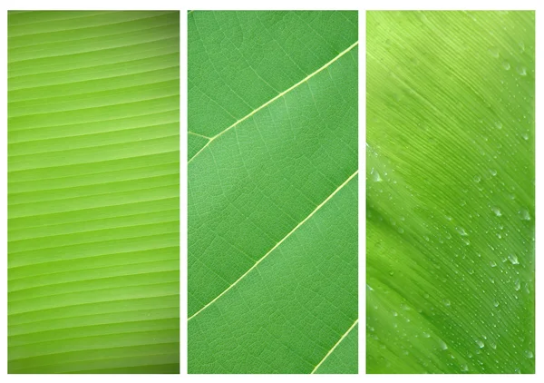 3 stijl van bladeren — Stockfoto