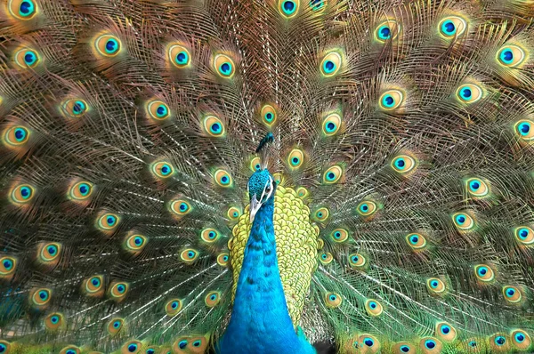 Portrait of peacock — Stock Photo, Image