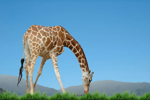 Zsiráf a természetben — Stock Fotó