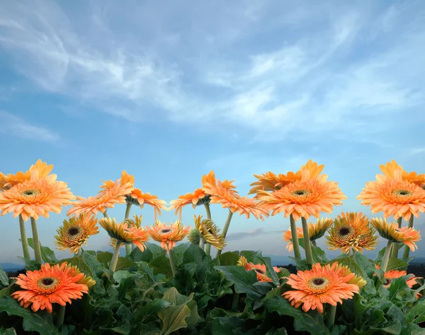 Gerbera — Foto Stock