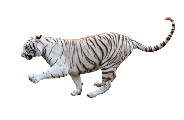 Weißer Bengaltiger isoliert — Stockfoto