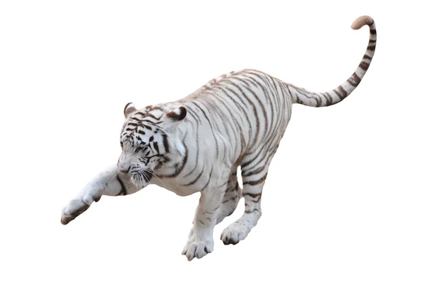 Tigre du Bengale blanc isolé — Photo