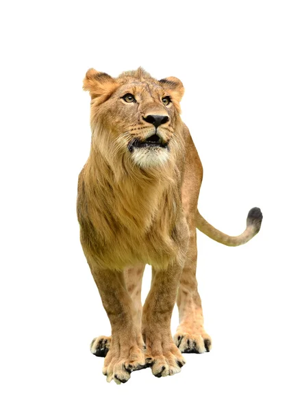 Lion isolerade — Stockfoto