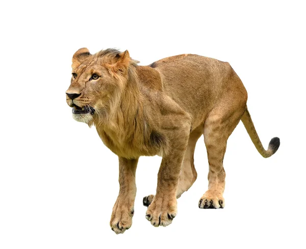 Лев изолирован — стоковое фото