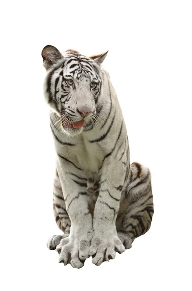 Bílý tygr bengálský izolované — Stock fotografie