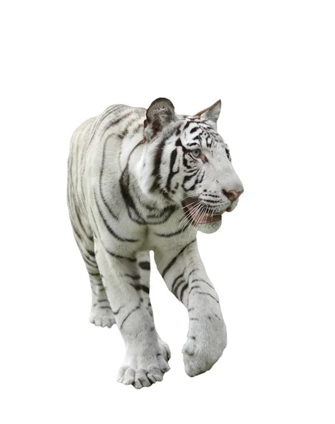 Tigre de bengala branco isolado — Fotografia de Stock