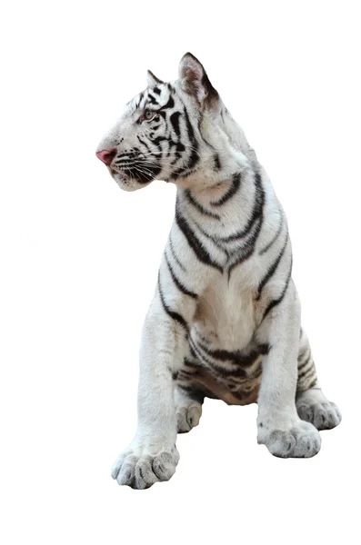 Weißer Bengaltiger isoliert — Stockfoto