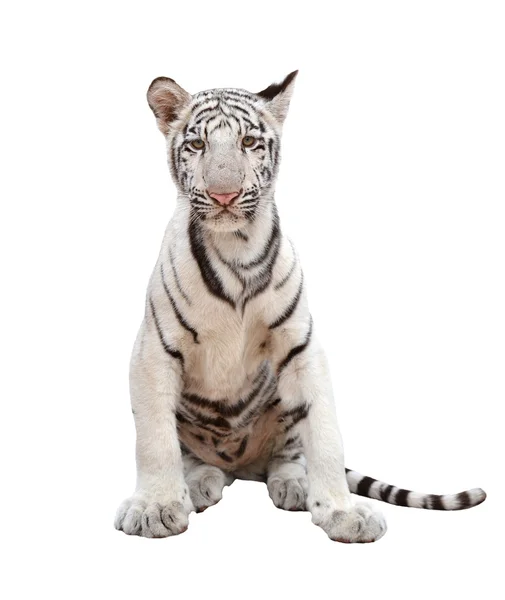 Απομονωμένη λευκή τίγρη της Βεγγάλης — Φωτογραφία Αρχείου