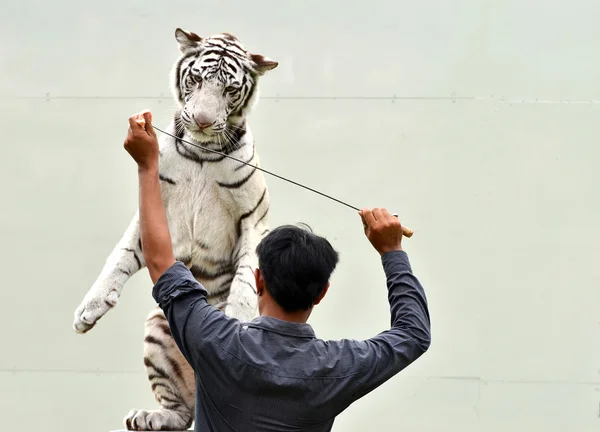 Tierpfleger trainiert weißen Bengal-Tiger — Stockfoto