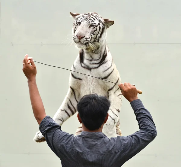 Tierpfleger trainiert weißen Bengal-Tiger — Stockfoto