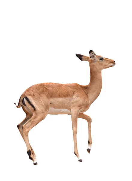 Female impala isolated — Stock Photo, Image