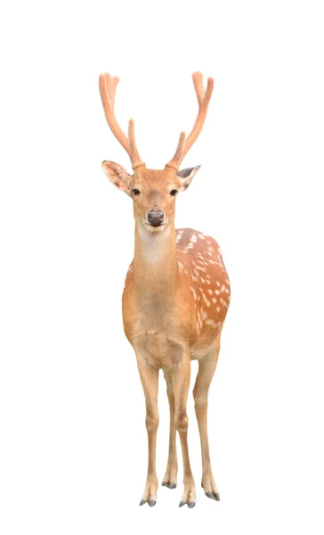 Cerf sika mâle isolé — Photo