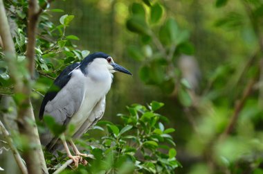 Siyah taçlı gece balıkçıl