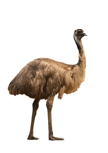 Emu aislado sobre fondo blanco — Foto de Stock