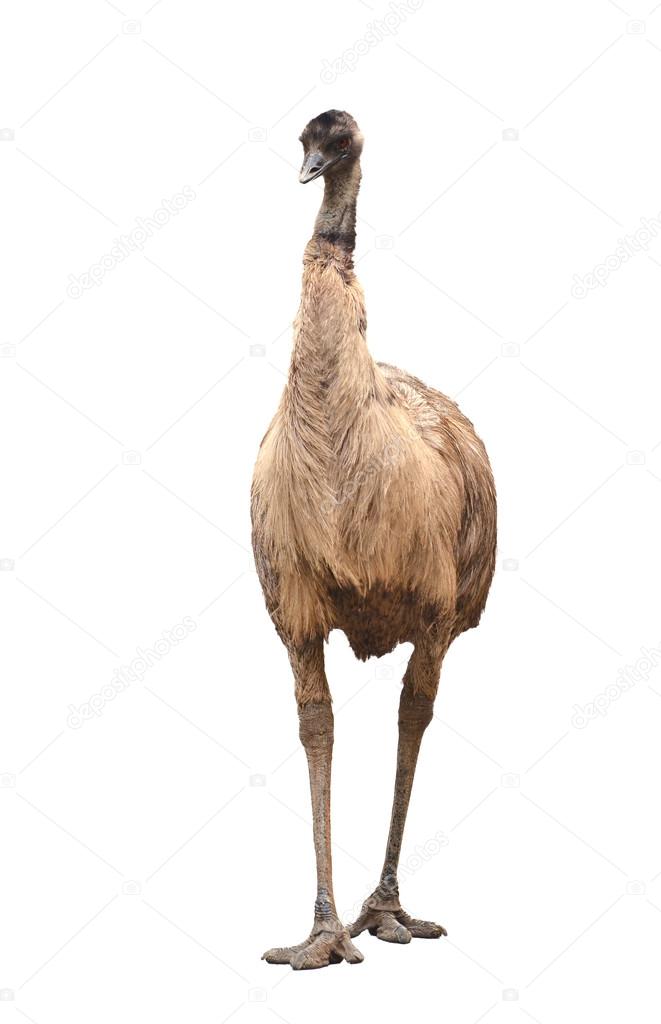 emu isolated on white background