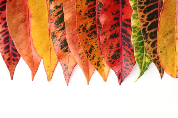 크로 톤 잎 — 스톡 사진