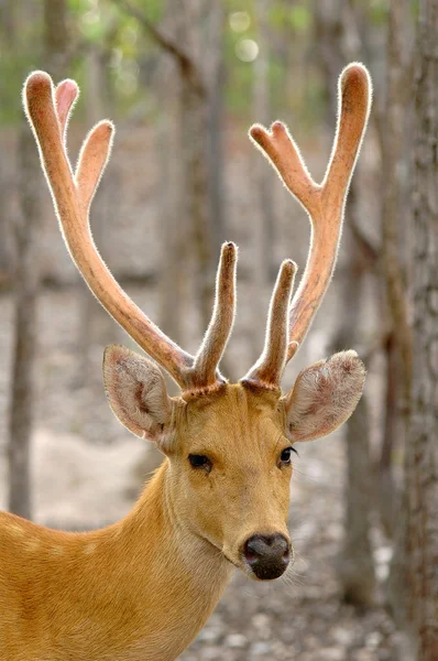 Baresingha deer — Stock Photo, Image