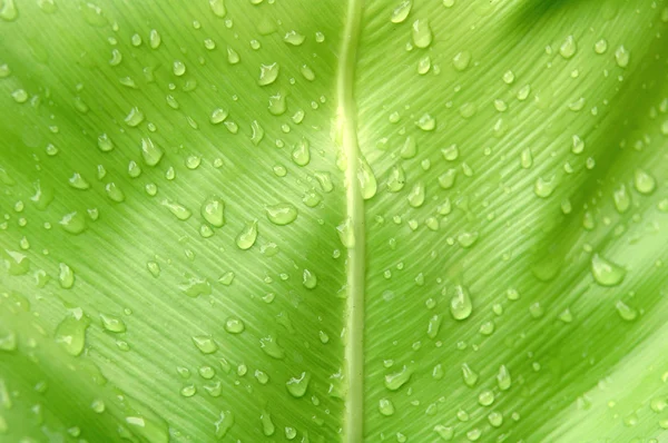 Waterdruppel op fern blad — Stockfoto