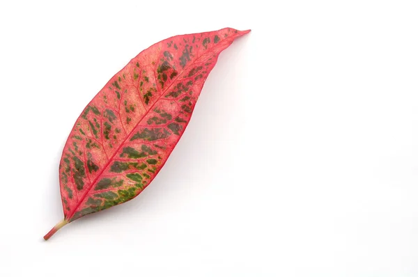 Croton leaves — Stock Photo, Image