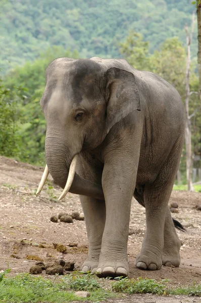 Elefante asiático — Foto de Stock